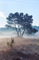 Een van de prachtigste plekjes van 't Gooi: De Zuiderheide tussen Hilversum en Laren