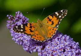 Papillon chardon sur un buisson à papillons sur Remco Van Daalen