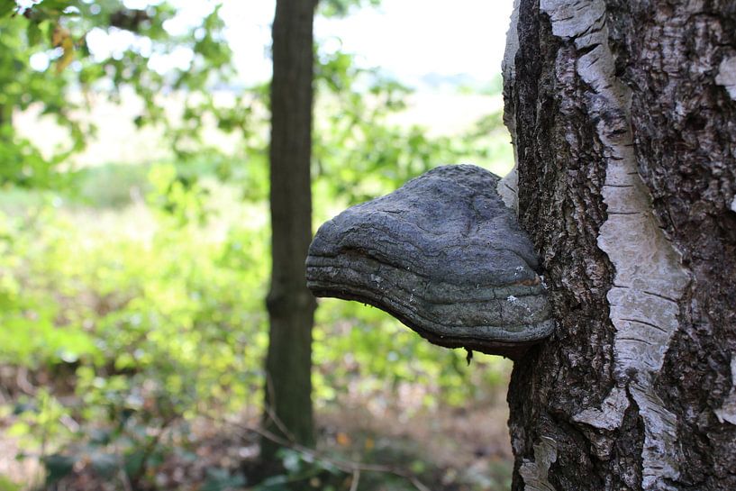 Paddenstoel par Anne Sparidans