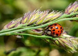 Coccinella-Marienkäfer auf einer Blatt Makroaufnahme