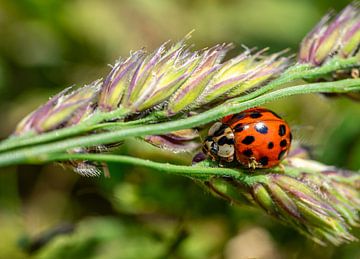 Coccinelle sur une feuille de macrophotographie sur Animaflora PicsStock