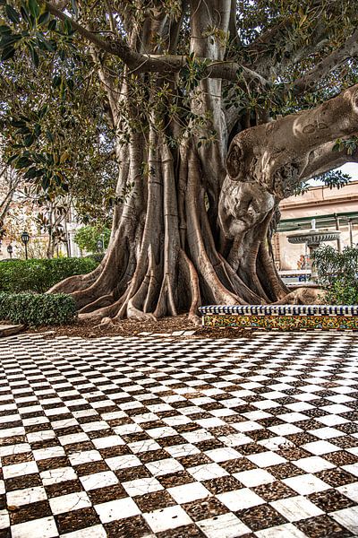 Klassischer gekachelter Platz und klassischer Baum in der spanischen Stadt Cádiz von Harrie Muis