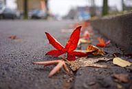 Autumn leftovers van Lex Schulte thumbnail