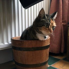 Philosophische Katze - Existenzialismus - "Was ist diese Existenz?" von Miauw webshop