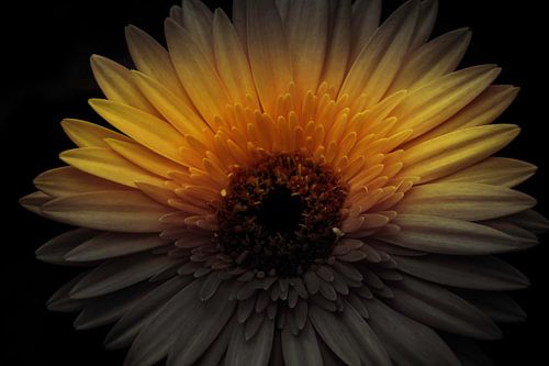 Gele gerbera in de schaduw