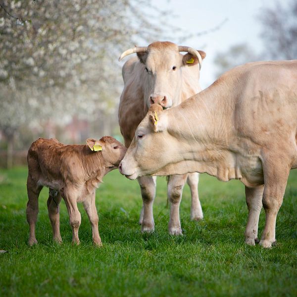 cows and calf in spring meadow with blossoming trees under blue by anton havelaar
