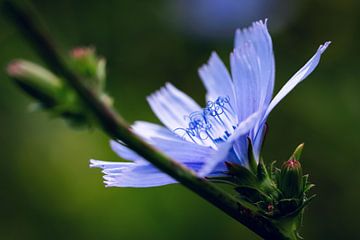 De macrobloem van D.R.Fotografie