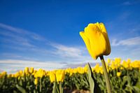 Gele tulpen uit Julianadorp