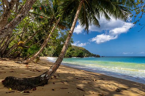 Palm Beach von Bart Hendrix