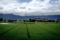Rijstvelden in Japan