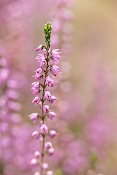 zartrosa Pastellfarben von Heidekraut, Natur | Fine Art Photo