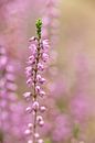 zachte roze pastel kleuren van heide, natuur | fine art foto van Karijn | Fine art Natuur en Reis Fotografie thumbnail