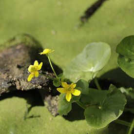Gele dotterbloem op een stronk in een vijver sur Cora Unk