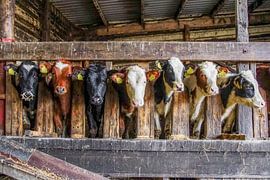 Cows in the barn