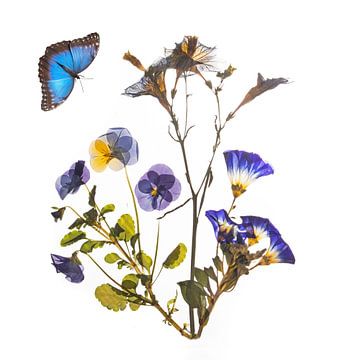 Salpiglossis met vlinder van Anjo Kan