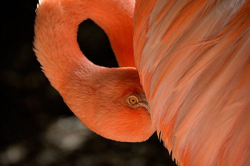 Flamingo in Curaçao