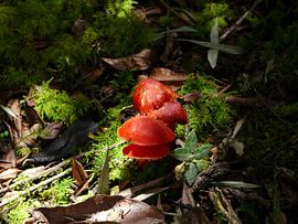 Fairytale von David Sam