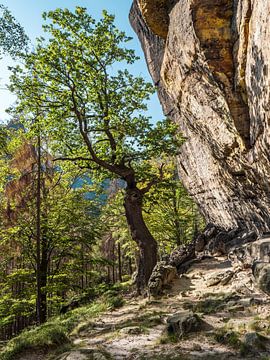 Koningspad in Saksisch Zwitserland - Beukenboom op de Kleine Berenhorst van Pixelwerk