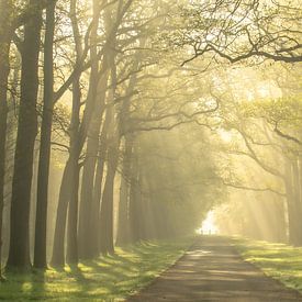 hello spring. kroondomein ´t loo mistige lente ochtend in apeldoorn van Patrick Oosterman