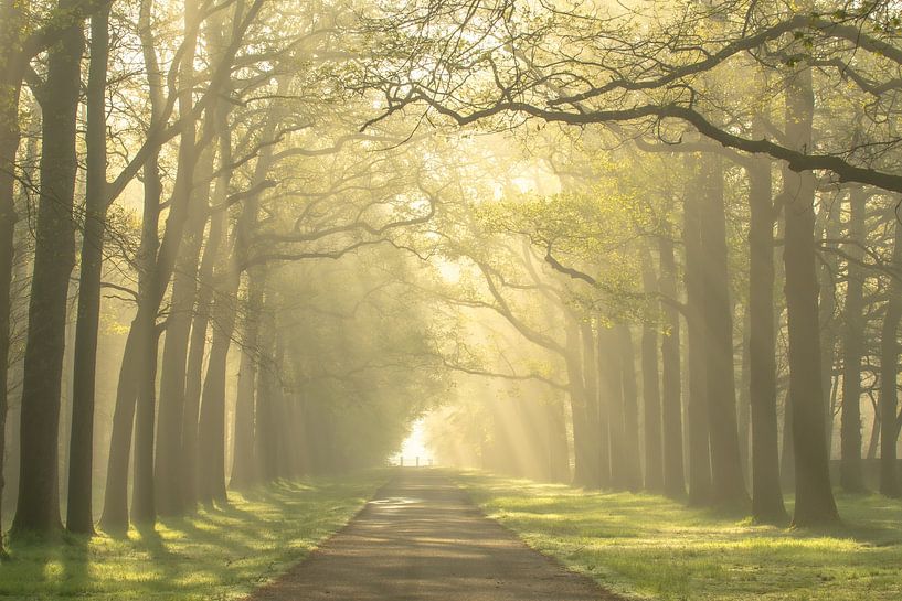 hallo frühling. crown estate 't loo nebliger frühlingsmorgen in apeldoorn von Patrick Oosterman