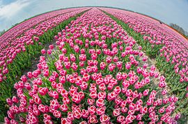 Tulpen im Sommer von Peter de Jong