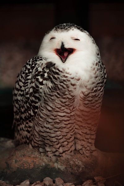 Majestic Owl by Hello Pompoyo