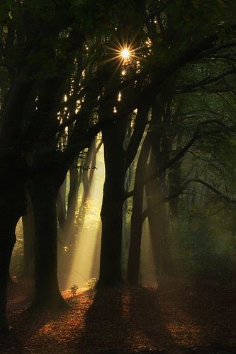 Spotlight