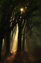 Spotlight van Moetwil en van Dijk - Fotografie thumbnail