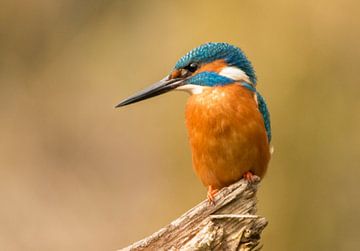 Kingfisher, Alcedo atthis by Gert Hilbink