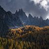 Lariks bomen in volle herfstkleur in de Italiaanse Dolomieten. van Jos Pannekoek