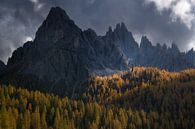 Larch trees in full autumn color in the Italian Dolomites. by Jos Pannekoek thumbnail