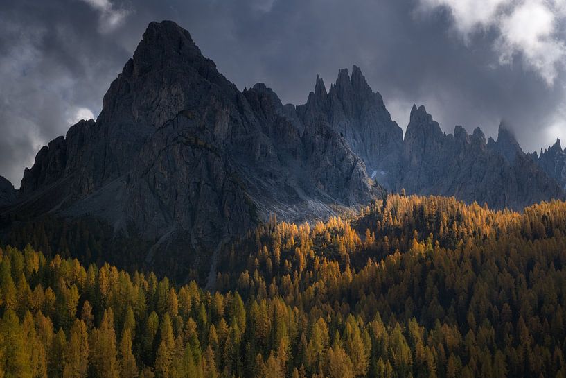 Larch trees in full autumn color in the Italian Dolomites. by Jos Pannekoek