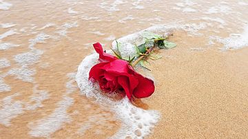 Rose rouge à la ligne de flottaison sur Eye on You