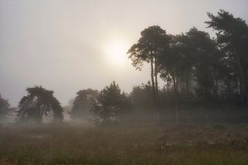Sfeervolle mistige zonsopkomst op de heide van Cor de Hamer