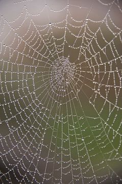 Spinnennetz mit Perlen