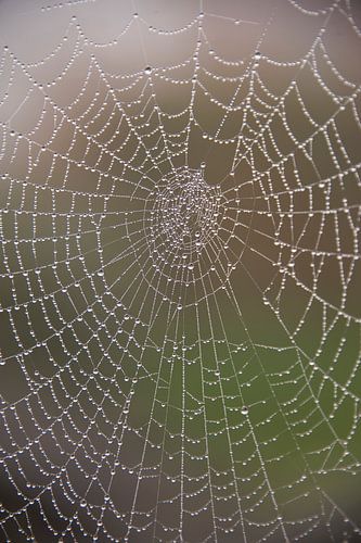 Spinnenweb met parels