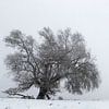 Wilg in de winter van Irene Damminga