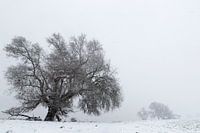 Wilg in de winter