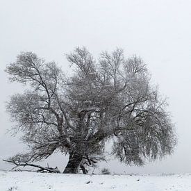 Weide in einer Winterlandschaft von Irene Damminga