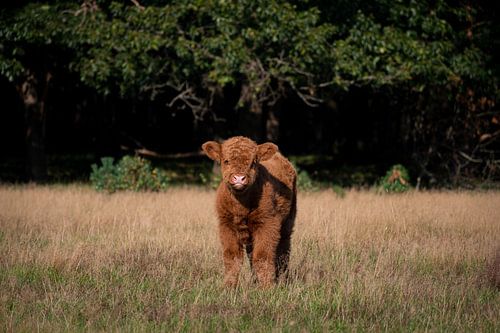 Het Schotse Hooglander Kalfje