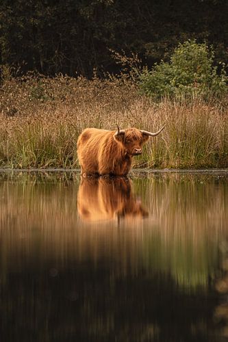 Schotse hooglander zoekt verkoeling in het water
