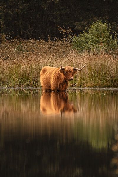 Un Highlander écossais cherche à se rafraîchir dans l'eau par KB Design & Photography (Karen Brouwer)