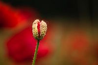 Mohnblume