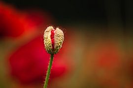 Mohnblume von Jantina Mulder