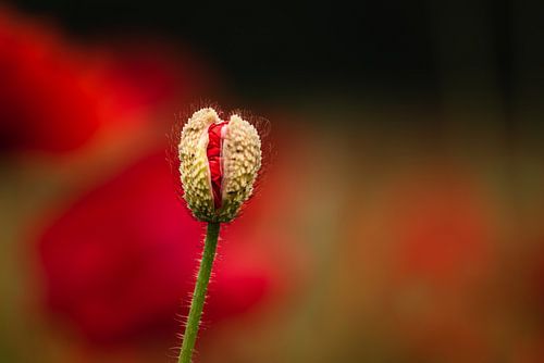 Mohnblume