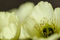 Poppies in Icelandic
