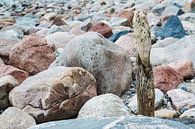 Steine und Buhne an der Küste der Ostsee von Rico Ködder Miniaturansicht
