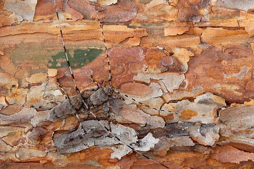 Parende timmerboktorren op grove den