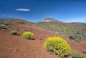 Pico del Teide im Frühling von Angelika Stern
