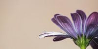 Bloem met druppel